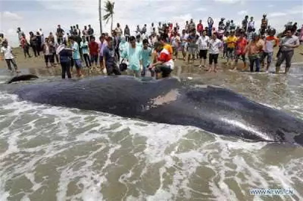 Photos: Dead Whale Found On A Beach In Indonesia